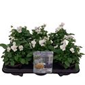 Afbeelding van Viola P12 Klbl XXL White